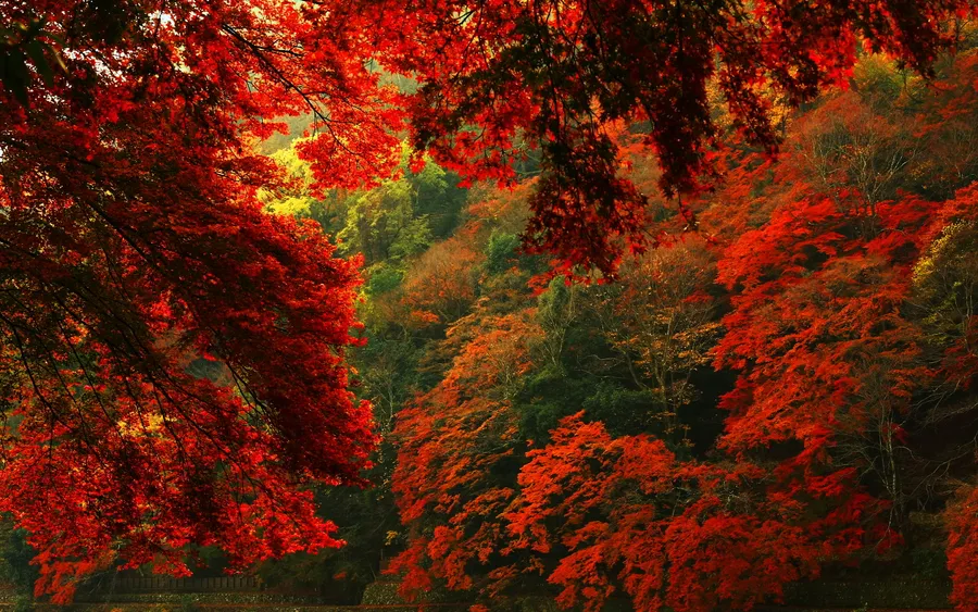 Red Forest