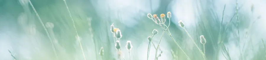 4k Nature background