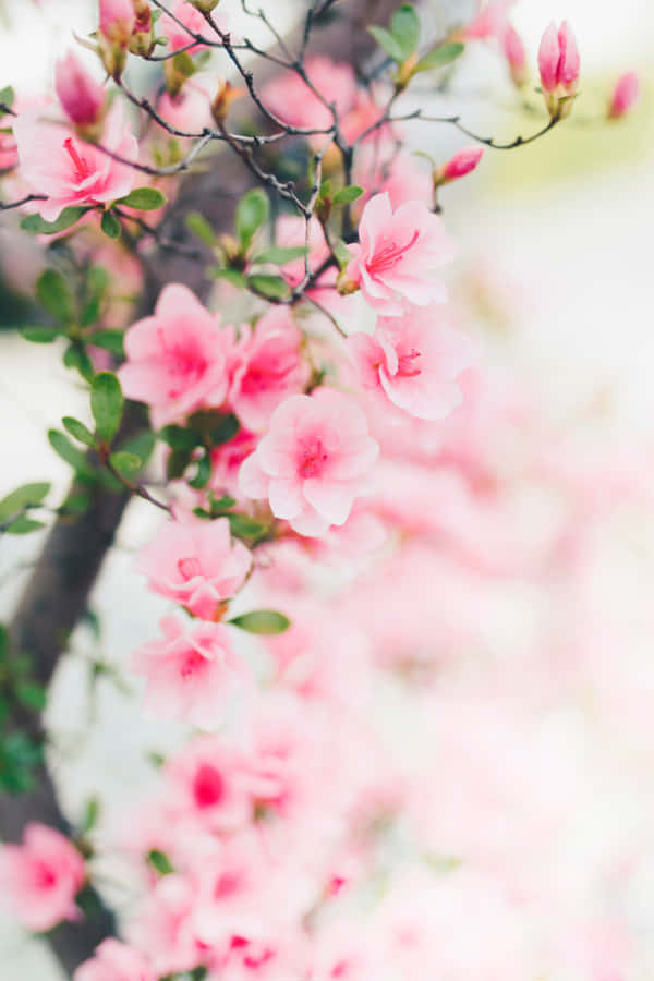 Fundode tela de Primavera para Android