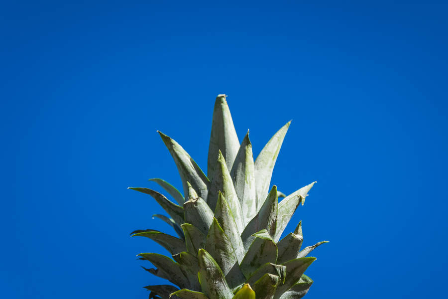 AnanasScharfe Blätter Hintergrundbilder