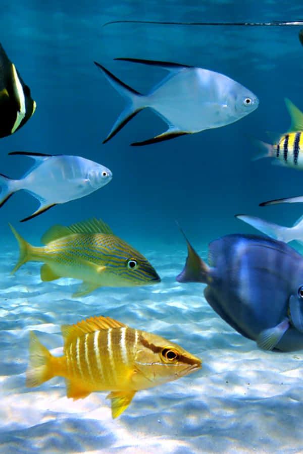 Android Fish Background