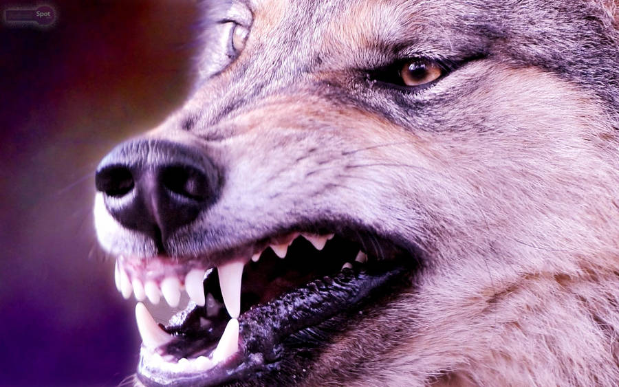 Download Angry Wolf With Sharp Teeth Wallpaper | Wallpapers.com