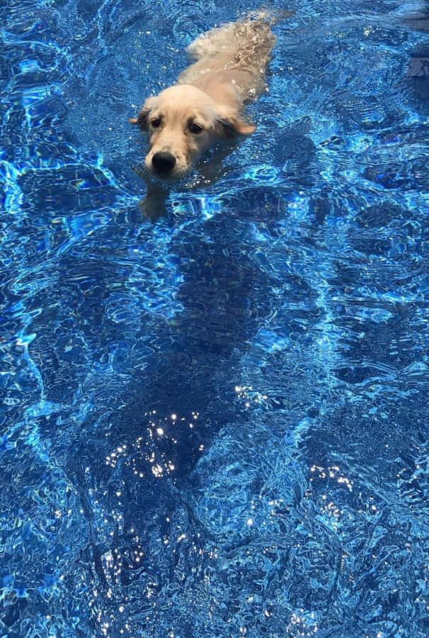 EinHund schwimmt in einem Pool.