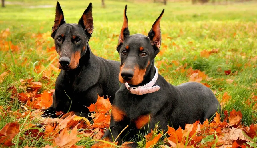 Doberman