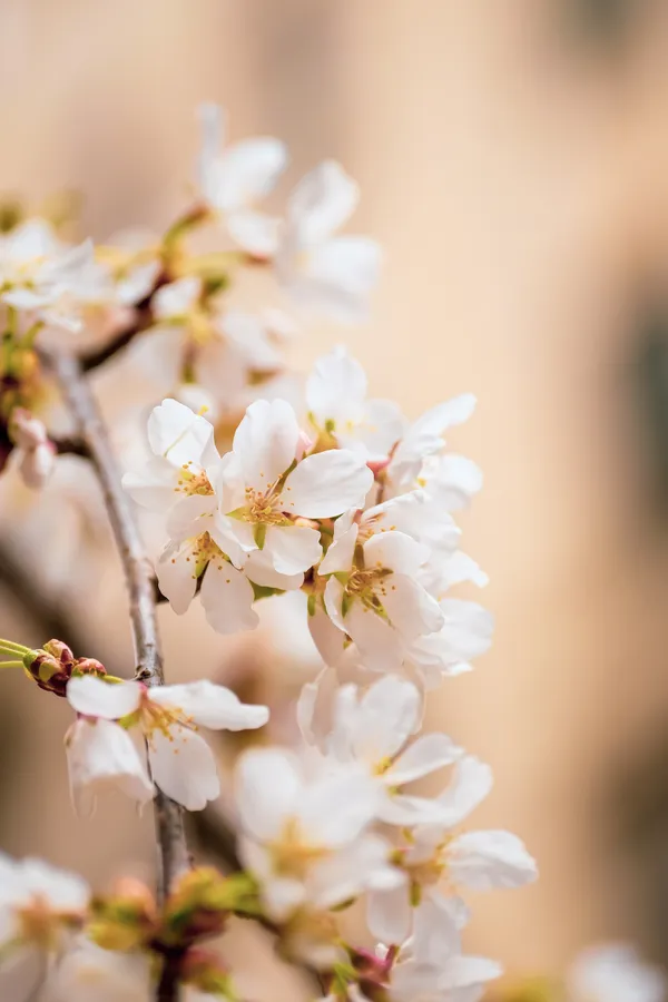 Aesthetic Spring
