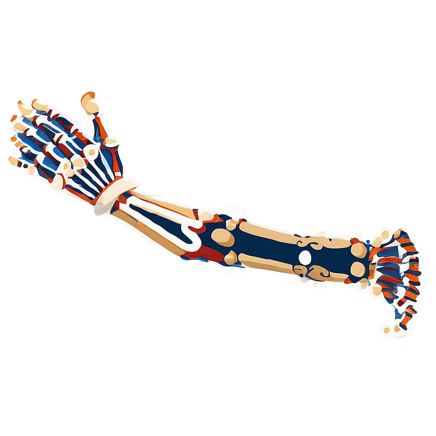 History Museum Skeleton Arm PNG set50