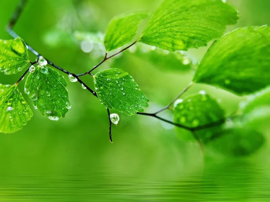 Green Desktop