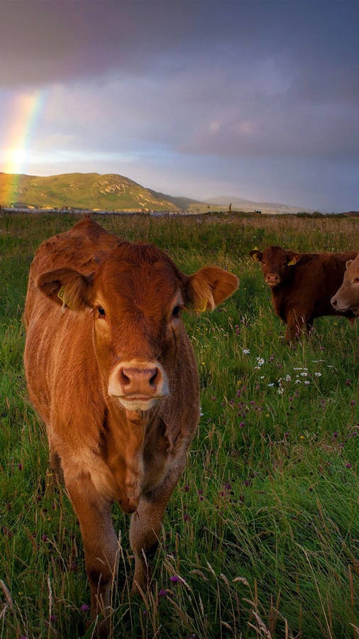 Brown Calf With A Distant Calf