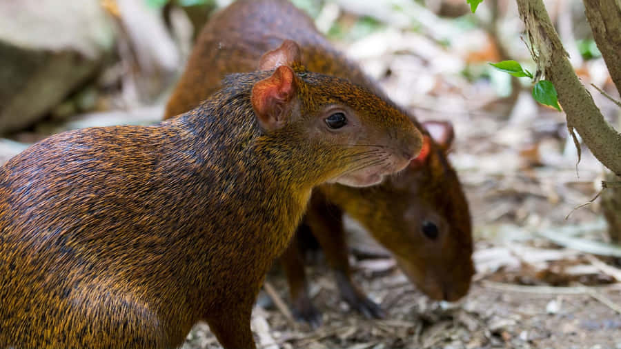Habitat Naturale degli Agouti