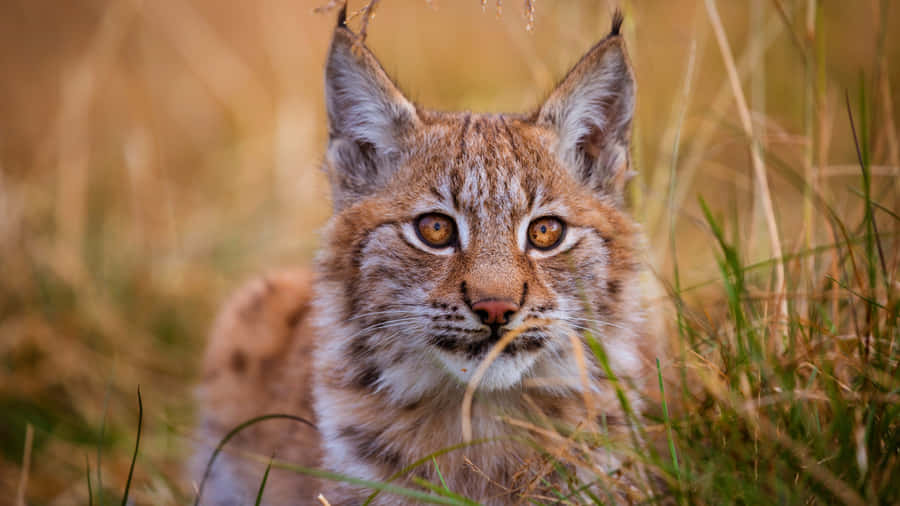 Lince Eurasiatica nella Prateria