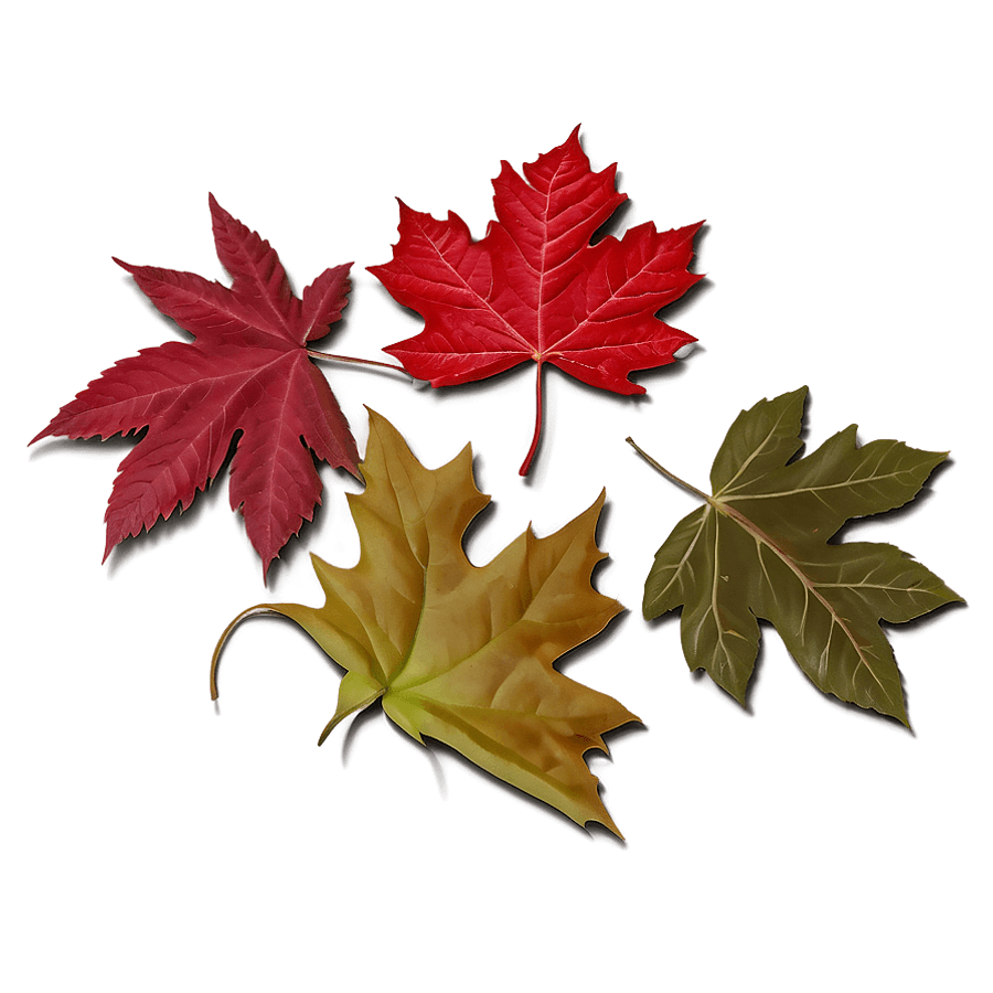 Crisp Autumn Leaves PNG rjg17