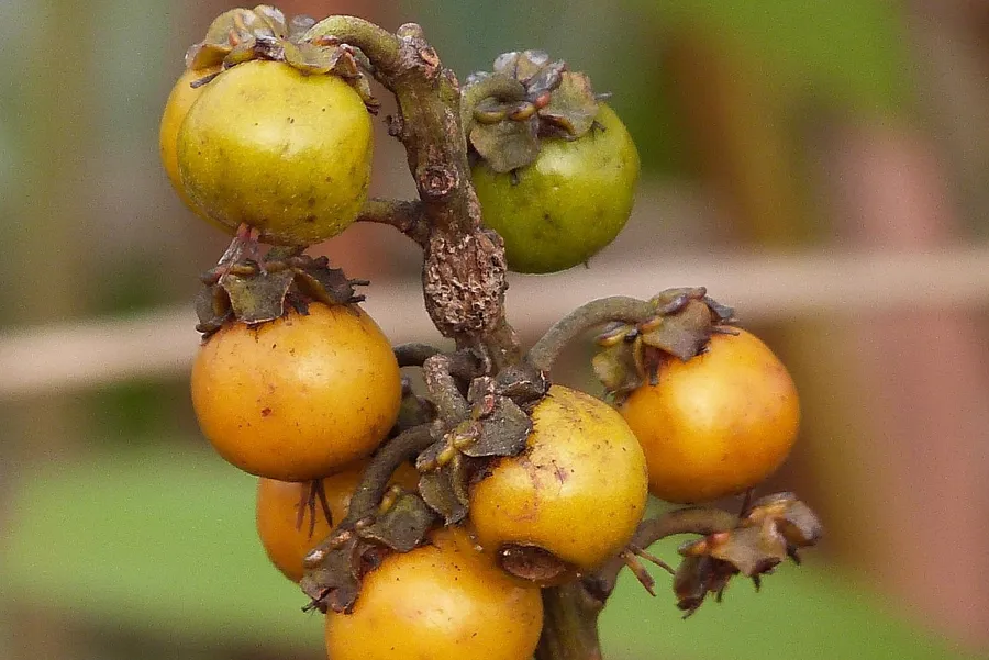 Nance Fruit On Stem