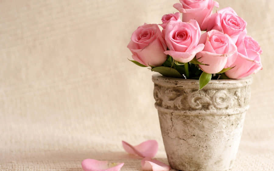 Hintergrundbildmit pinken Rosen in einem Beton-Blumentopf