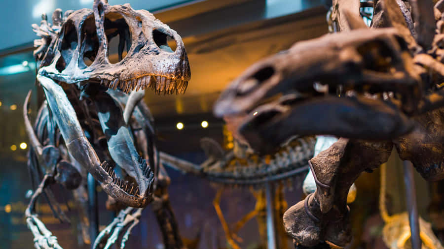 Esqueletos de Dinossauro no Museu de História Natural de L A