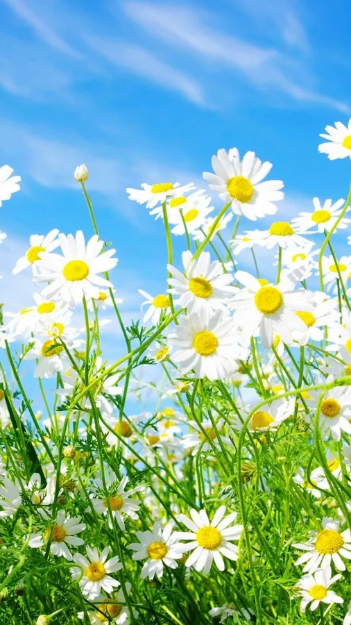 Spring Iphone Daisies 