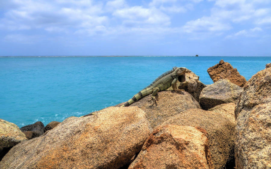 Download Aruba Green Iguana Wallpaper | Wallpapers.com