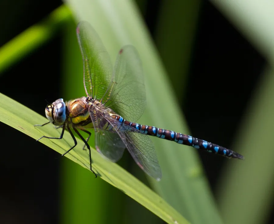 Dragonfly pictures