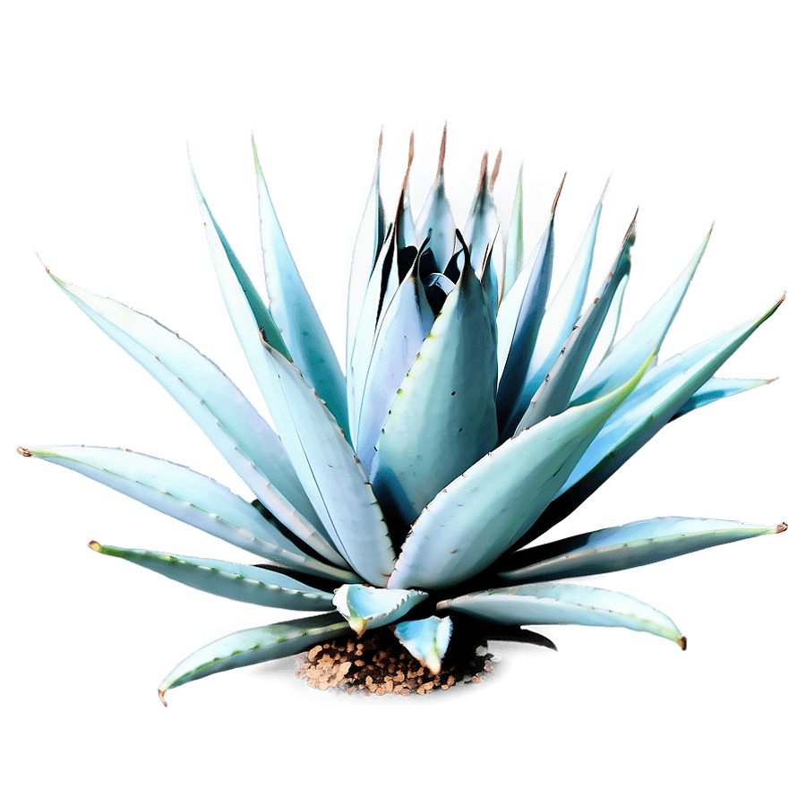 Agave Plant Outline PNG 82