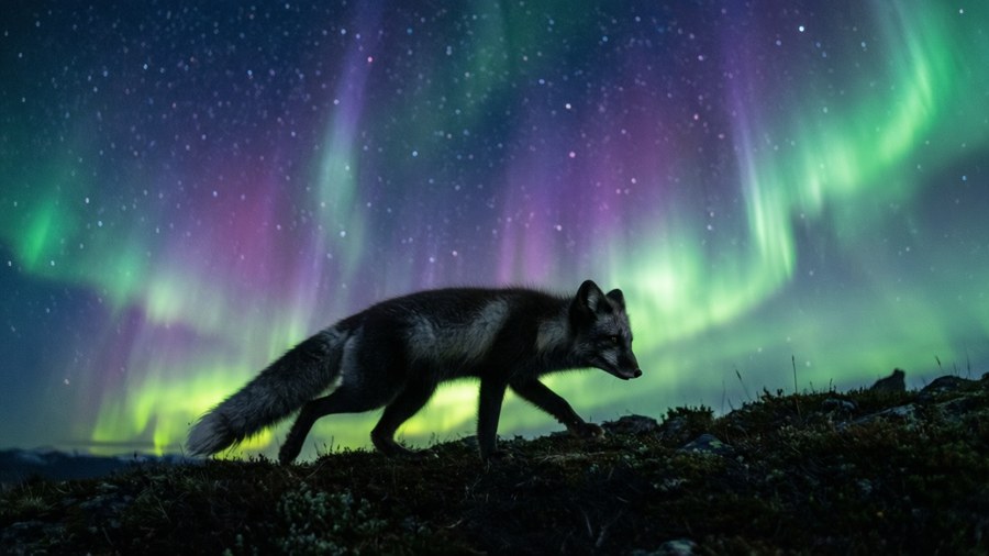 Aurora Fuchs Hintergrundbilder