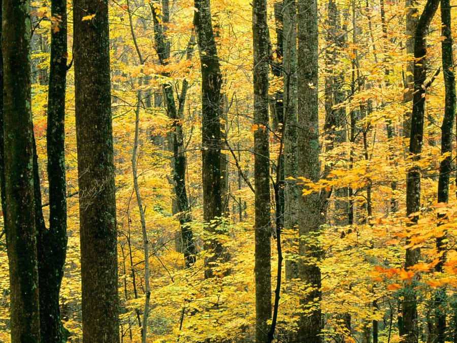 Tall forest trees with yellow leaves in autumn wallpaper