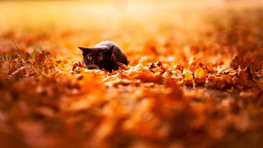 Fall Aesthetic Desktop