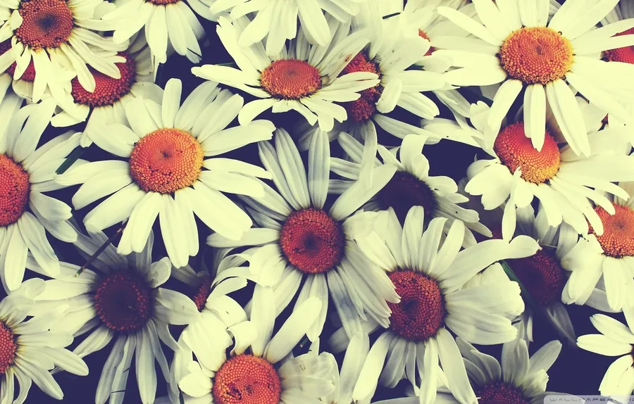 Pretty Flower