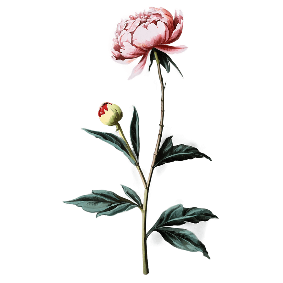 Vintage Peony Graphic PNG 32