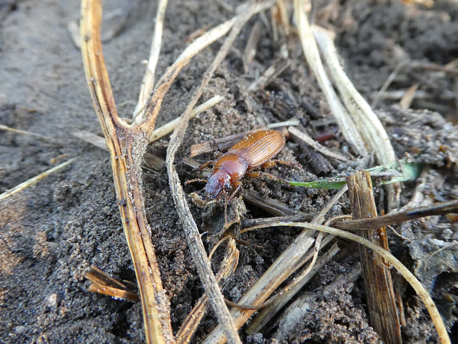 Close Up di Scarabeo di Terra nel suo Habitat Naturale