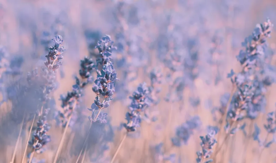 Flower Field background