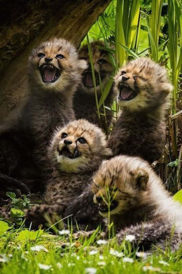 SchönesGeparden-Kätzchen Tierbild.
