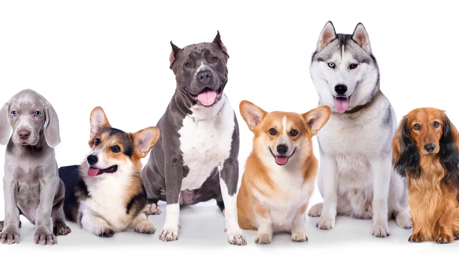 Dogs background