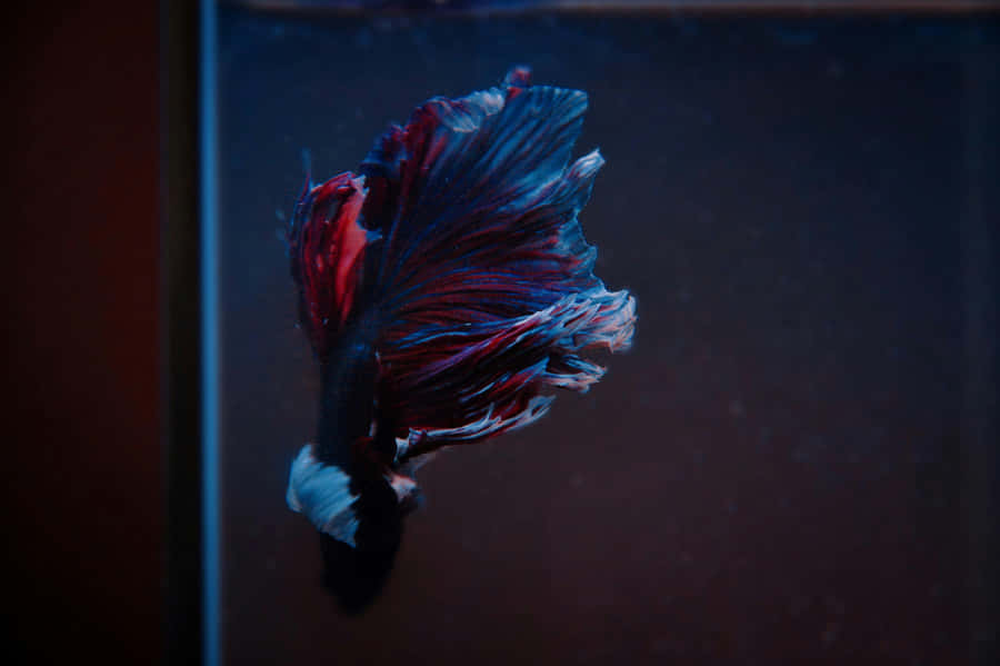 Pesce Betta Elegante che Nuota