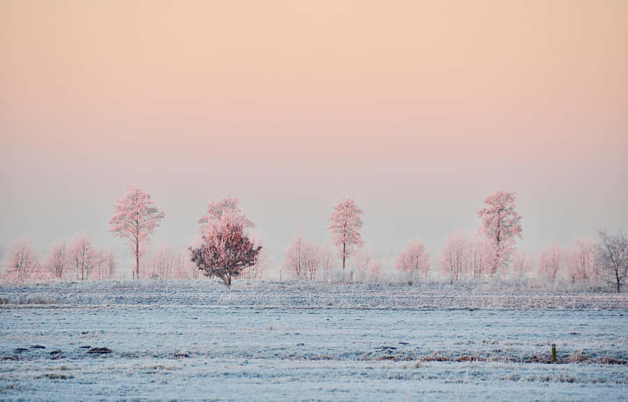 Pink Frost Winterlandschaft