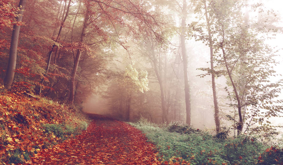 Preview wallpaper autumn, forest, fog, path