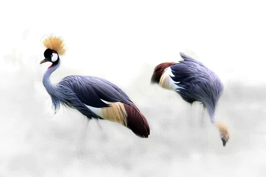 Cranes Elegantes Coroadas na Névoa.jpg