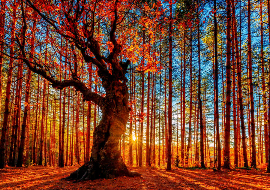 Tree Trunk Autumn Forest Landscape