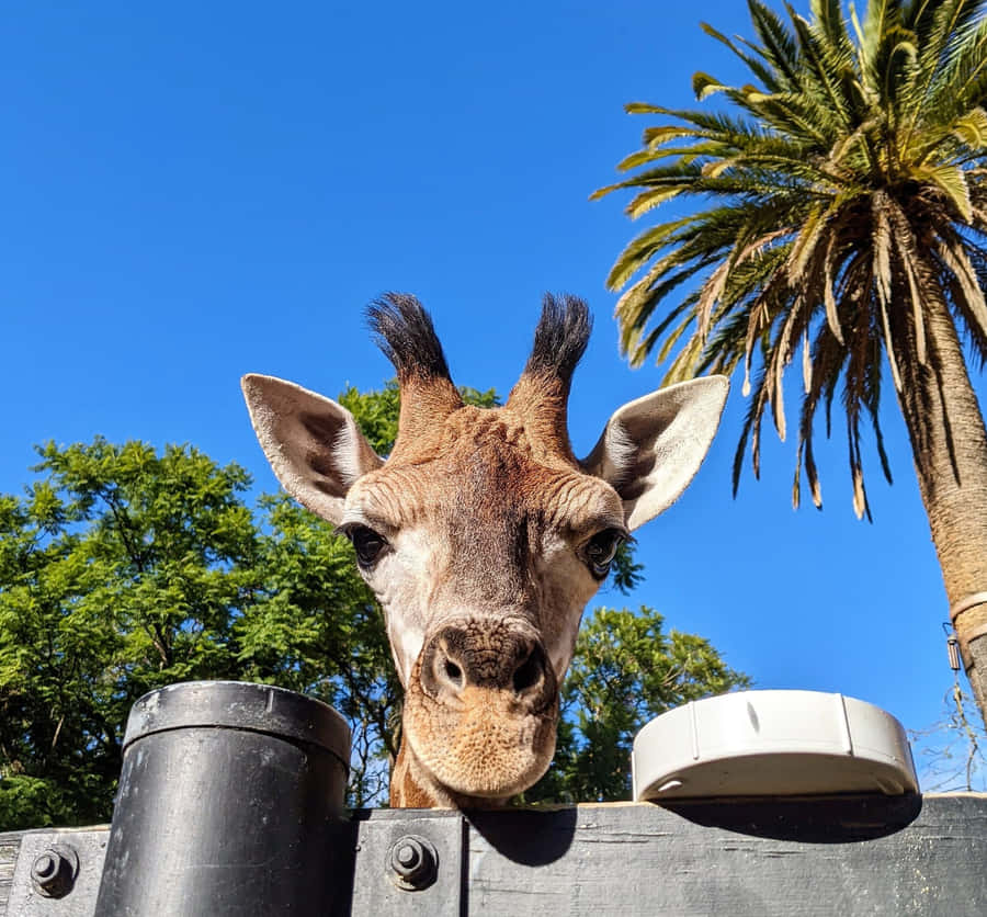 Nysgerrig Giraffe Kigger Over Hegn