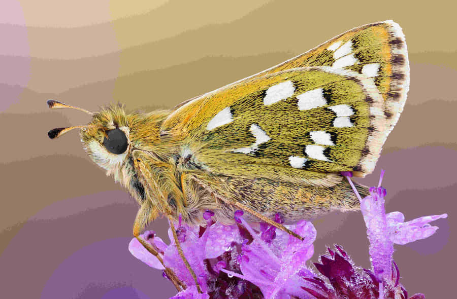 Borboleta Chequered Skipper em Flor Roxa