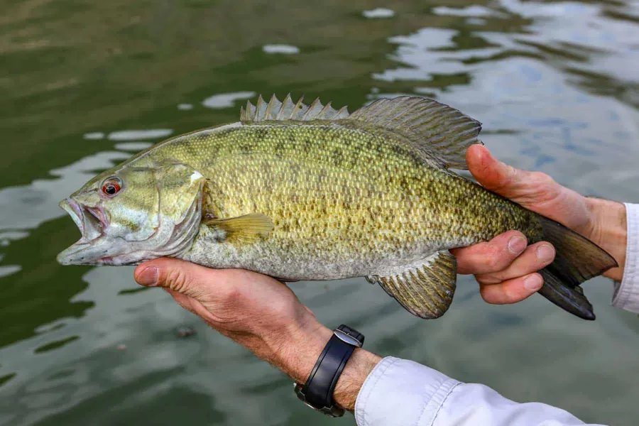 bass Pictures