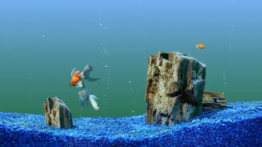 Hd Fish