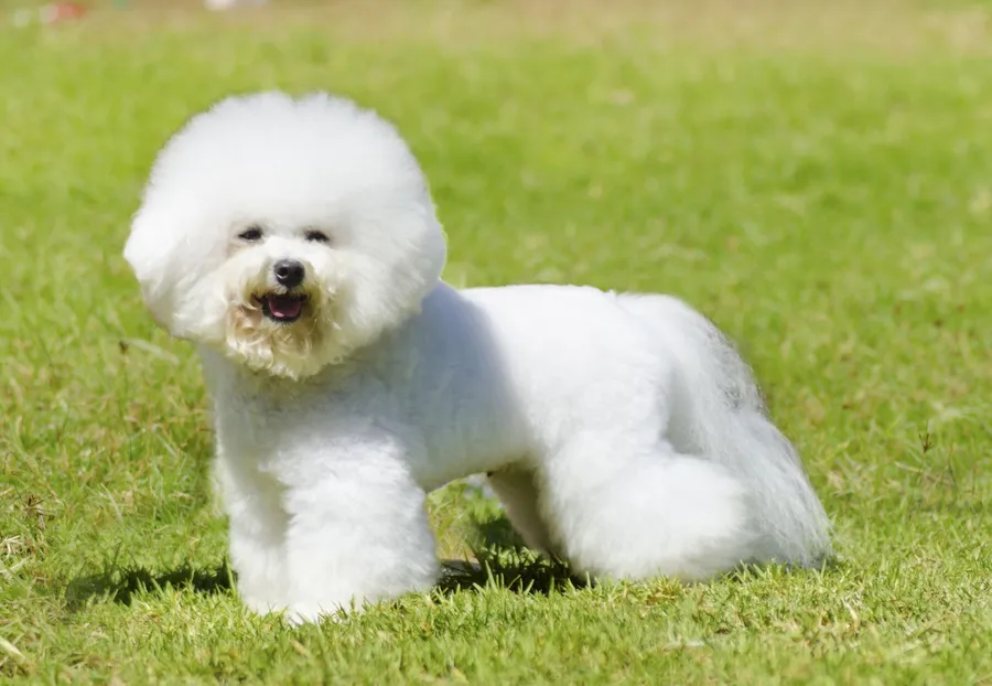 Dogs pictures