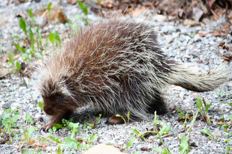 Nordamerikanischer Stachelschwein in Habitat