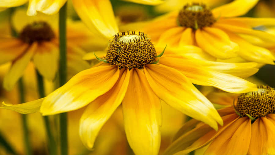 Fiorigiallo brillante dei Black Eyed Susan