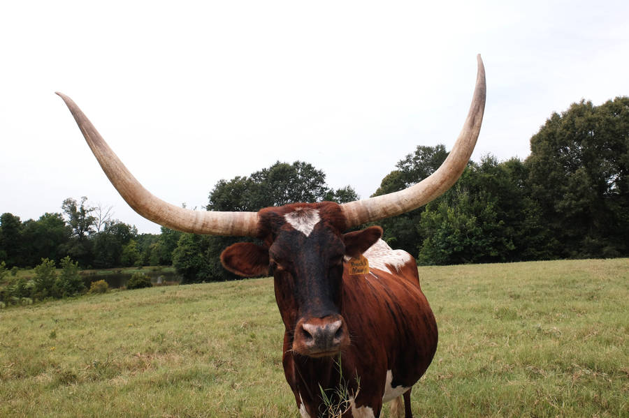 Jagär ledsen, men jag är inte riktigt säker på vad du menar med "Ankole-Watusi-ox". Om du ger mig mer information om vad du vill ha översatt relaterat till bakgrundsbilder för dator eller mobil, kan jag hjälpa dig att översätta det till svenska. Tack så mycket!