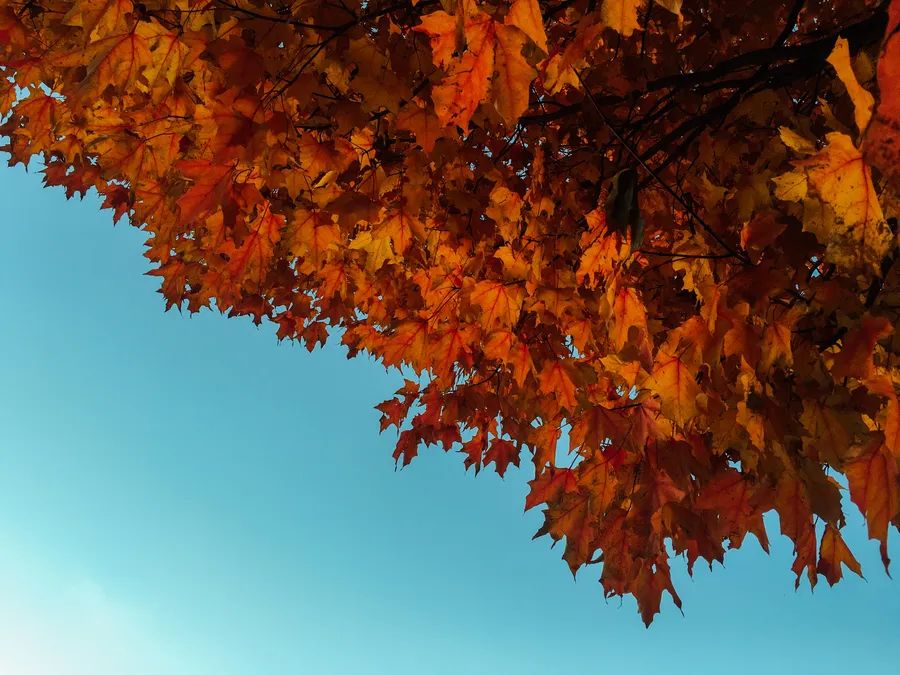 Fall Background