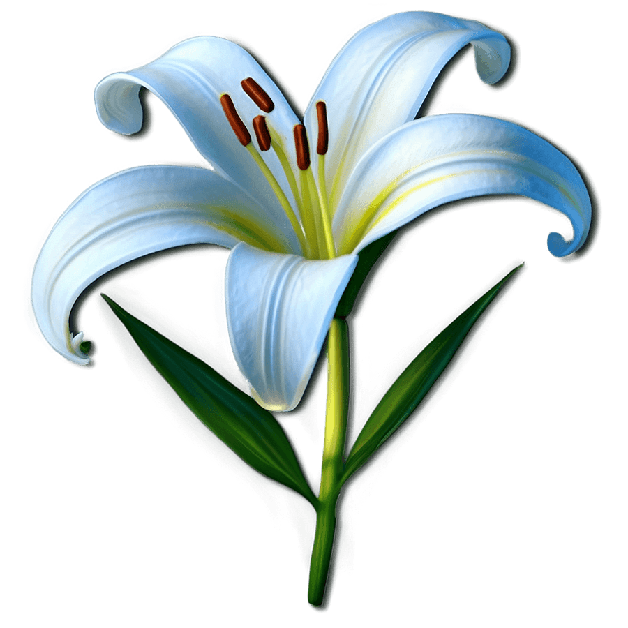 White Lily Art PNG 92