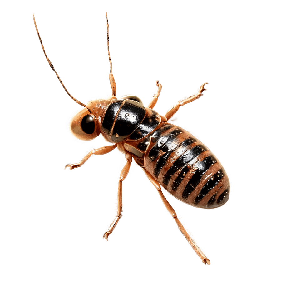 Detailed Termite Sketch PNG usw