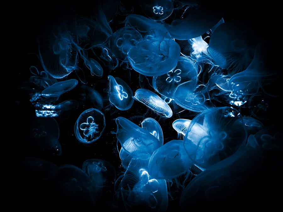 Cardume de Água-viva Azul Iluminada