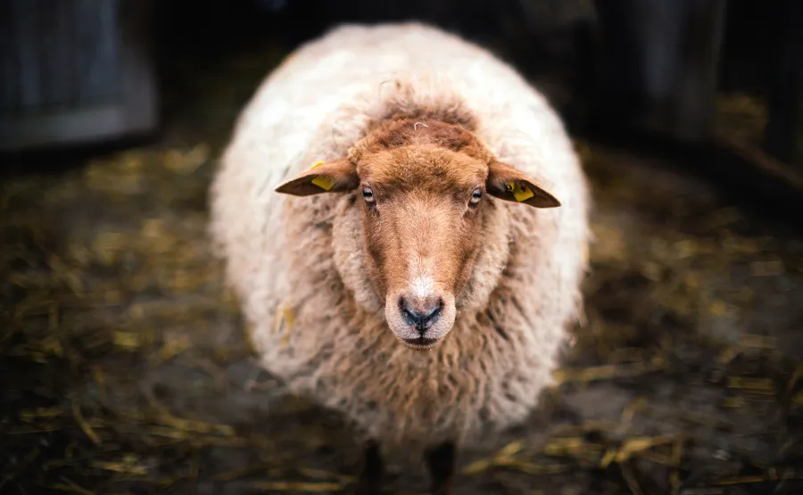 Cute Backyard Sheep