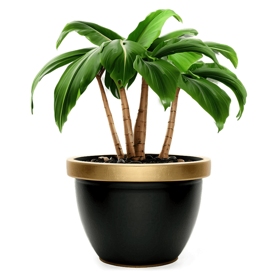 Tropical Potted Plant PNG 05252024